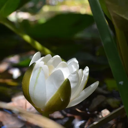 Babil Bahceleri - Gardens Of Babel