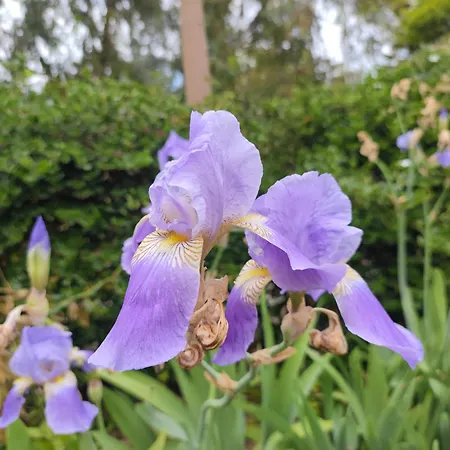 Frühstückspension Babil Bahceleri - Gardens Of Babel 4*