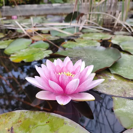 Frühstückspension Babil Bahceleri - Gardens Of Babel 4*