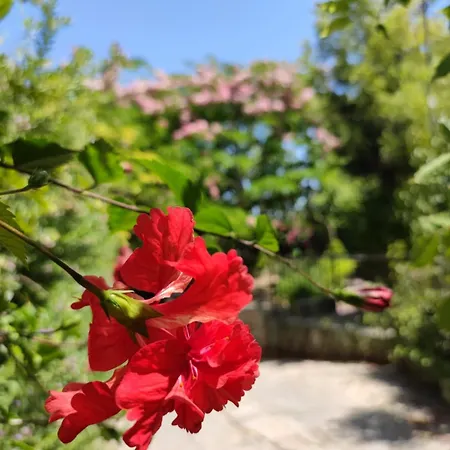 Bed & Breakfast Babil Bahceleri - Gardens Of Babel