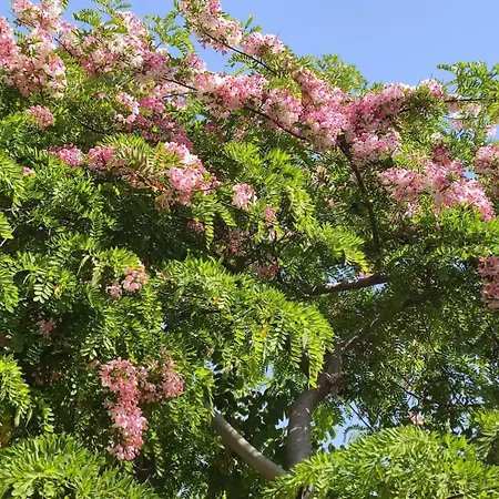 Babil Bahceleri - Gardens Of Babel Frühstückspension Lapithos (Northern Cyprus)