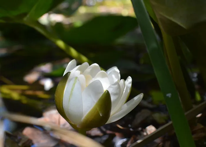 Babil Bahceleri - Gardens Of Babel