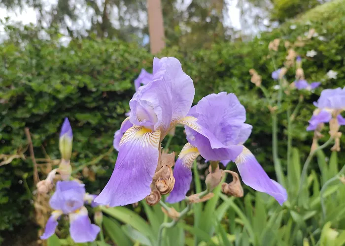 ベッド・アンド・ブレックファスト Babil Bahceleri - Gardens Of Babel 4*