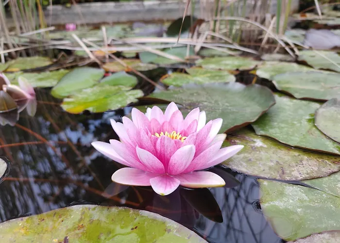 ベッド・アンド・ブレックファスト Babil Bahceleri - Gardens Of Babel 4*