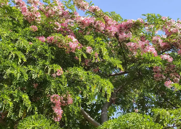 Babil Bahceleri - Gardens Of Babel ベッド・アンド・ブレックファスト ラピソス