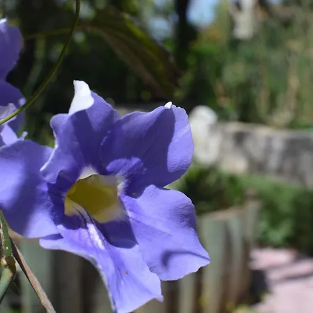 فندق مبيت وإفطار Babil Bahceleri - Gardens Of Babel لابيثوس