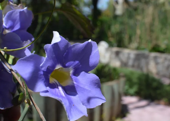 Bed & Breakfast Babil Bahceleri - Gardens Of Babel Lapta