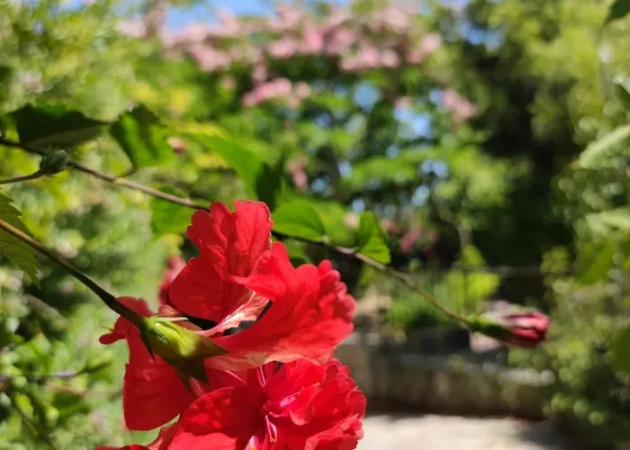 Bed & Breakfast Babil Bahceleri - Gardens Of Babel